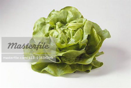 A lettuce A lettuce
