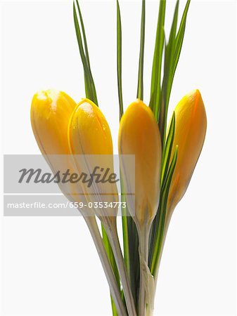 Yellow crocuses