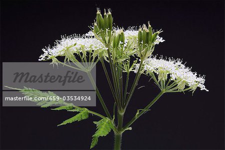 Sweet cicely flowers (Myrrhis odorata)