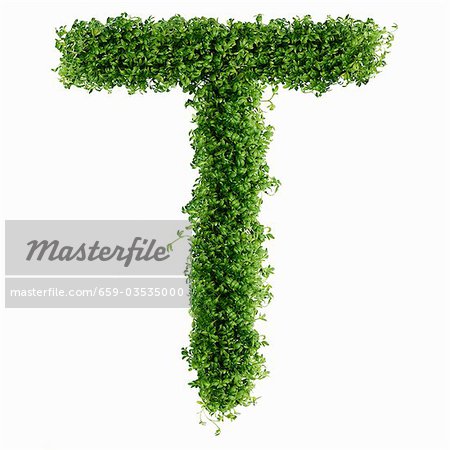 The letter T in cress