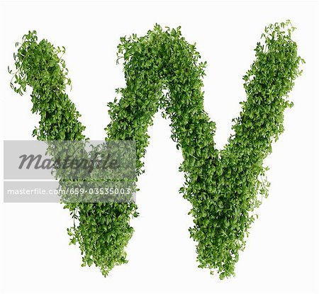 The letter W in cress