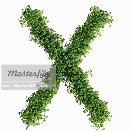 The letter X in cress