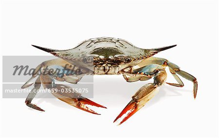 Crabe entier frais sur fond blanc