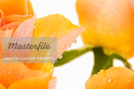 Salmon coloured rose petals with drops of water