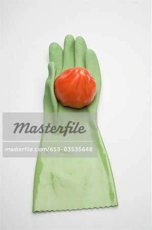 Tomate sur le gant en caoutchouc vert