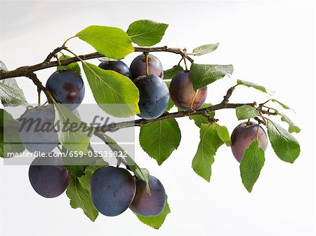 Plums on the branch