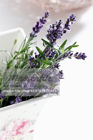 Lavendel Blumen im Keramiktopf