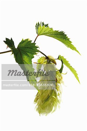 Brin de houblon Brin de houblon