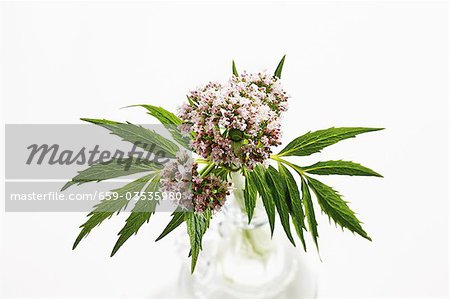 Valerian with flowers