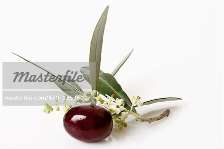 Black olives, olive blossom and leaves