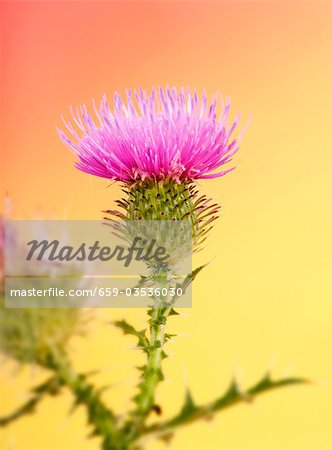 A flowering thistle