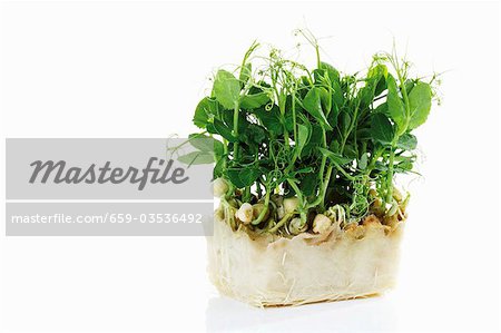 Affilla Cress (chinesische Kresse)