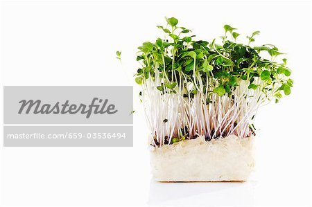 Daikon cress