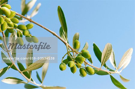 Olives on the branch