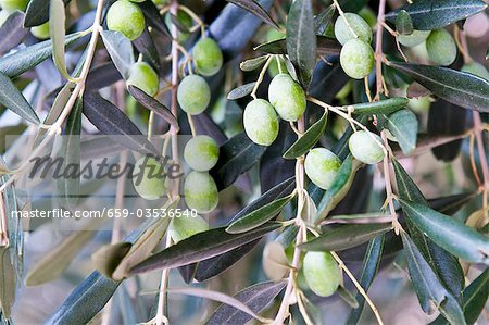 Olives sur l'arbre