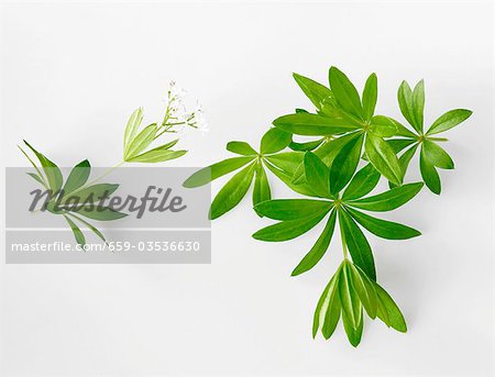 Fresh woodruff with flower