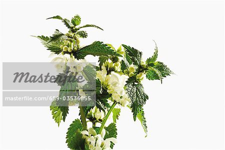 Dead-nettle with flowers