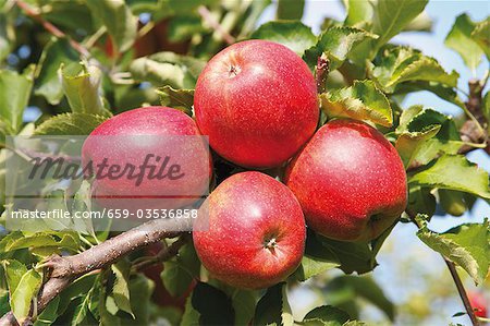 Red apples on the tree (close-up)