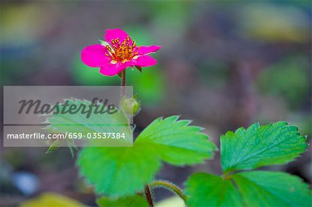 Flowering raspberry plant