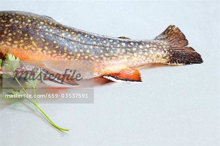 Truite saumonée et persil