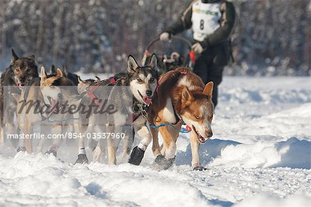 Sur le sentier entrant presque la ligne d'arrivée de l'Iditarod de Junior 2009 en saule, Alaska