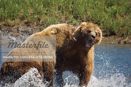 Two Brown Bears fight over salmon at Mikfik Creek during Summer in Southwest Alaska.
