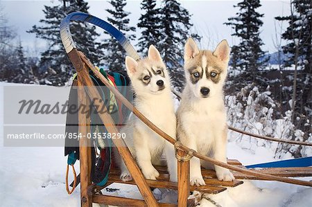 Zwei Siberian Husky Welpen Sitzen Im Hundeschlitten Im Schnee Alaska Stockbilder Masterfile Lizenzpflichtiges Kunstlerverzeichnis Alaskastock Bildnummer 854