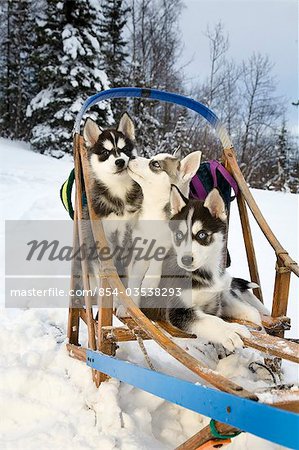 Trois chiots Husky sibérien, assis dans le traîneau à chiens dans la neige en Alaska