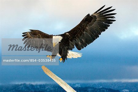Bald Eagle atterrit sur bois flotté sur Homer Spit, Alaska