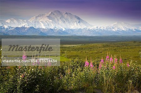 Mt.McKinley and the Alaska Range with fireweed flowers in the foreground as seen from inside Denali National Park Alaska summer