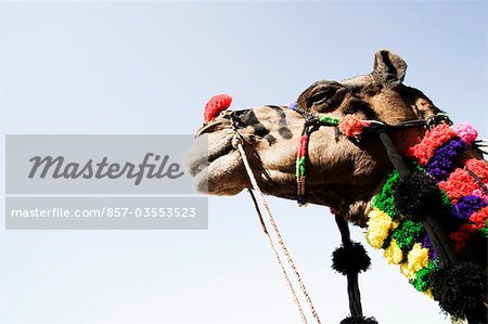 Low angle view of a camel, Pushkar, Ajmer, Rajasthan, India