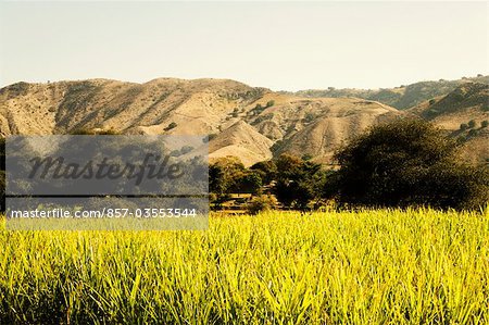 Wheat crop in a field, Kumbhalgarh Fort, Udaipur, Rajasthan, India
