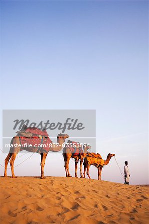 Four camels standing in a row with a man in a desert, Jaisalmer, Rajasthan, India