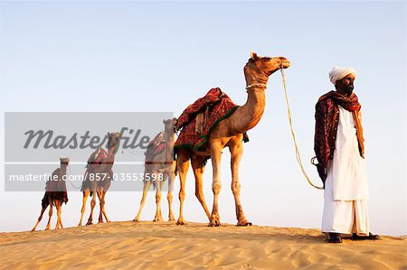 Quatre chameaux debout dans une ligne avec un homme dans un désert de Jaisalmer, Rajasthan, Inde