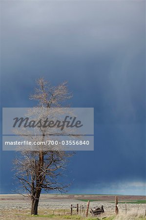 Arbre et sur le terrain, pluie de printemps, du sud-est l'état de Washington, USA