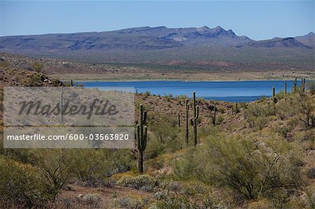Saguaro Cactus Arizona côté de Lake Havasu, Californie en arrière-plan, USA