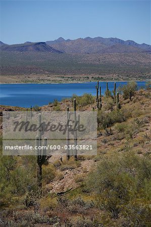 Kandelaberkaktus auf Arizona-Seite des Lake Havasu, Kalifornien im Hintergrund, USA