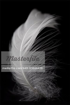 White feather on black background