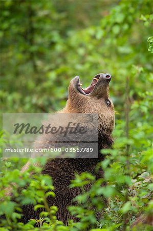 Ours brun, le Parc National Bavarois forêt, Bavière, Allemagne