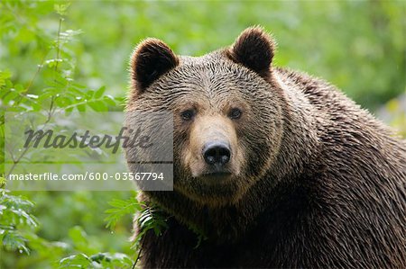 Ours brun, le Parc National Bavarois forêt, Bavière, Allemagne