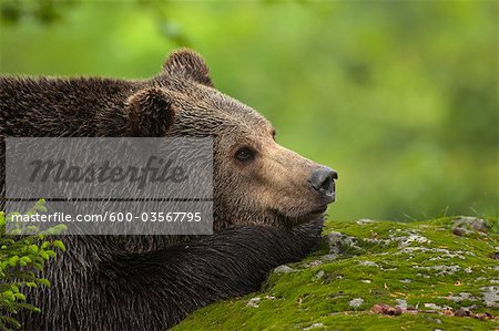 Mâle Brown Bear reposant sur la roche, Parc National des forêts bavaroises, Bavière, Allemagne