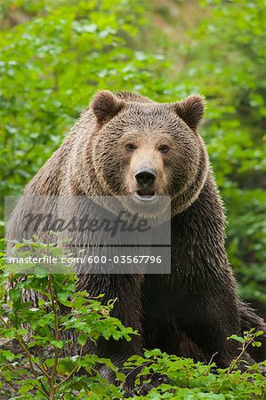 Male Brown Bear, Bavarian Forest National Park, Bavaria, Germany