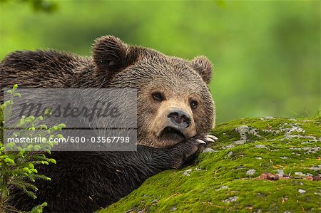 Mâle Brown Bear reposant sur la roche, Parc National des forêts bavaroises, Bavière, Allemagne