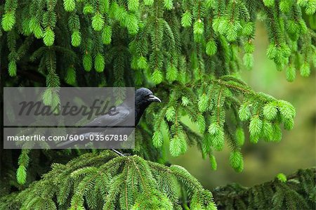 Grand Corbeau, le Parc National Bavarois forêt, Bavière, Allemagne