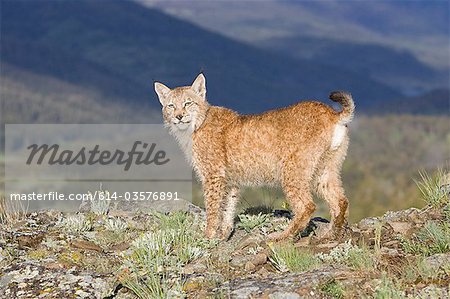 European lynx