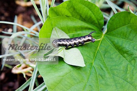 Gros plan de chenille sur feuille