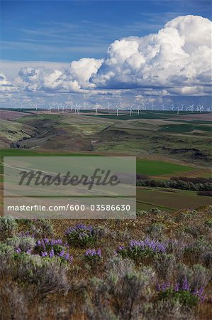 Wind Farm, Southeast Washington, USA
