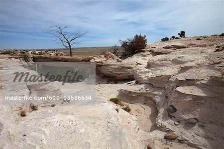 Agate Bridge, Petrified Forest National Park, Arizona, Etats-Unis