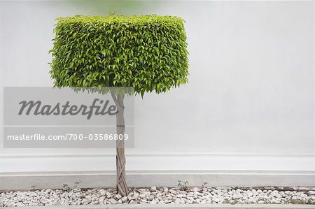 Orange Jasmine Baum vor White Wand