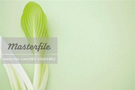 Hosta